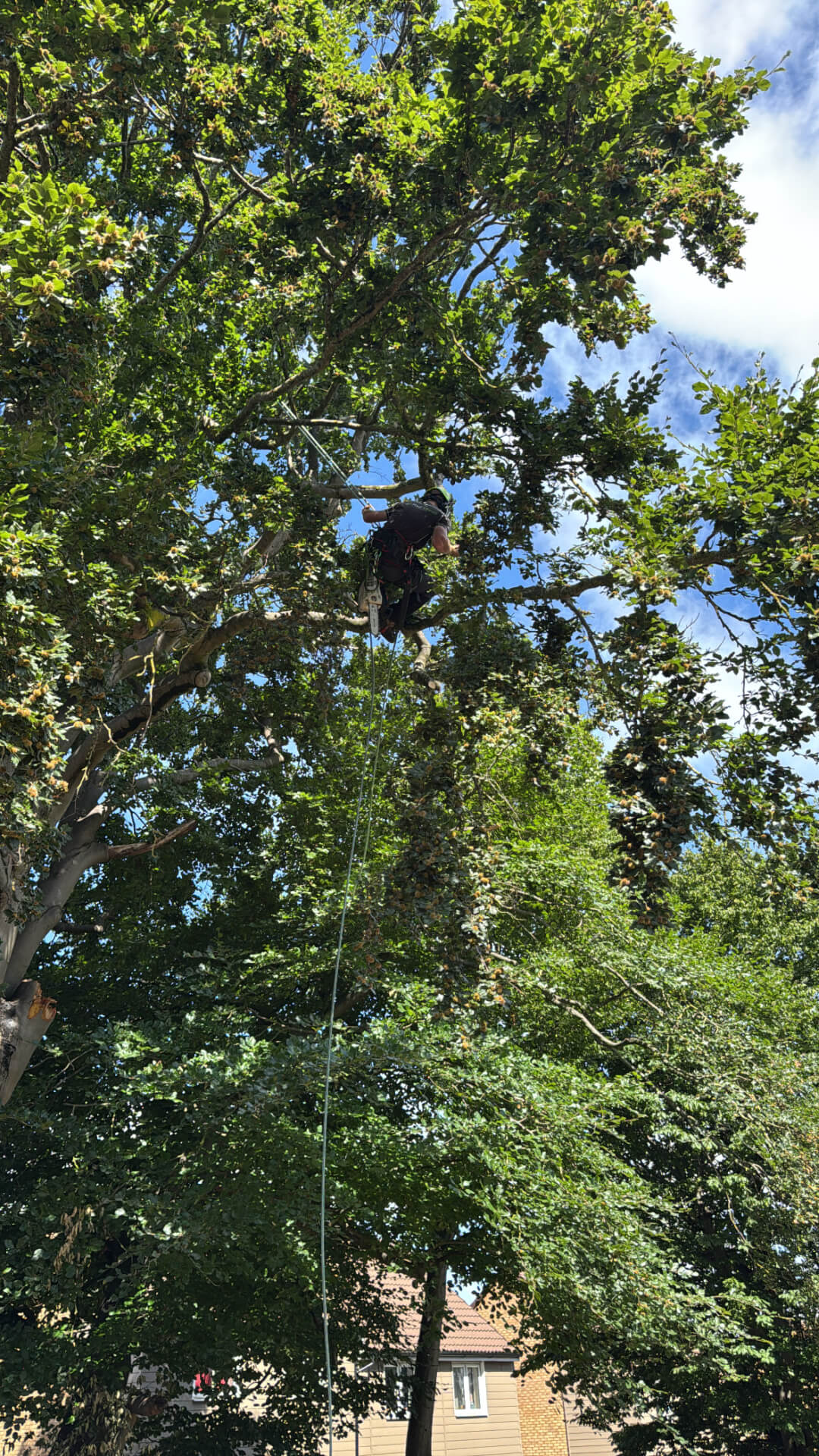 Tree surgery in Beaconsfield
