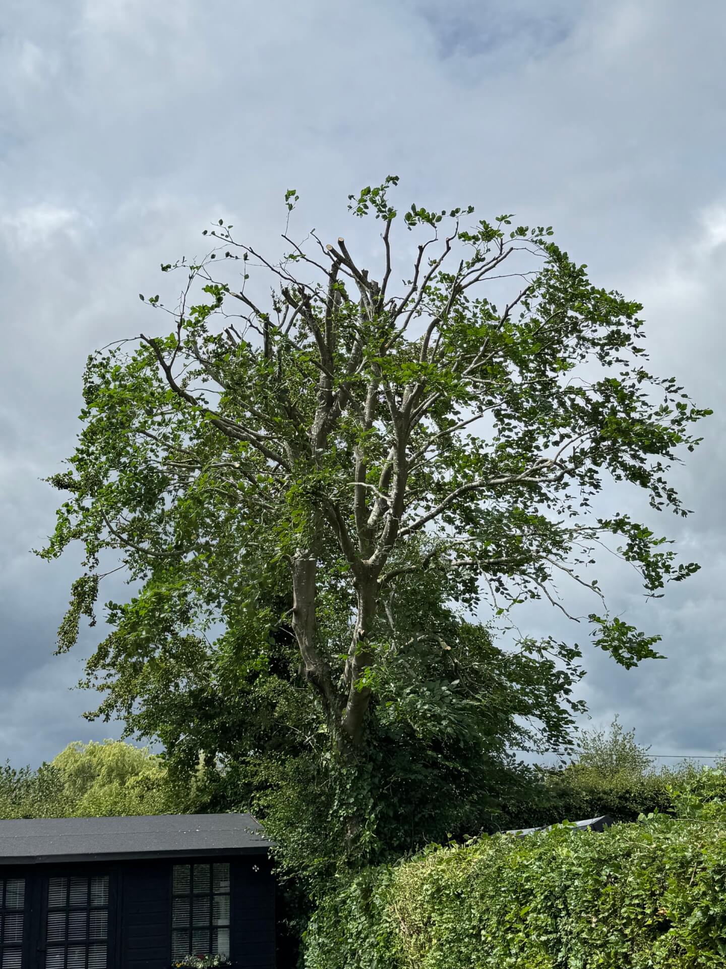 Tree needing pruning near High Wycombe