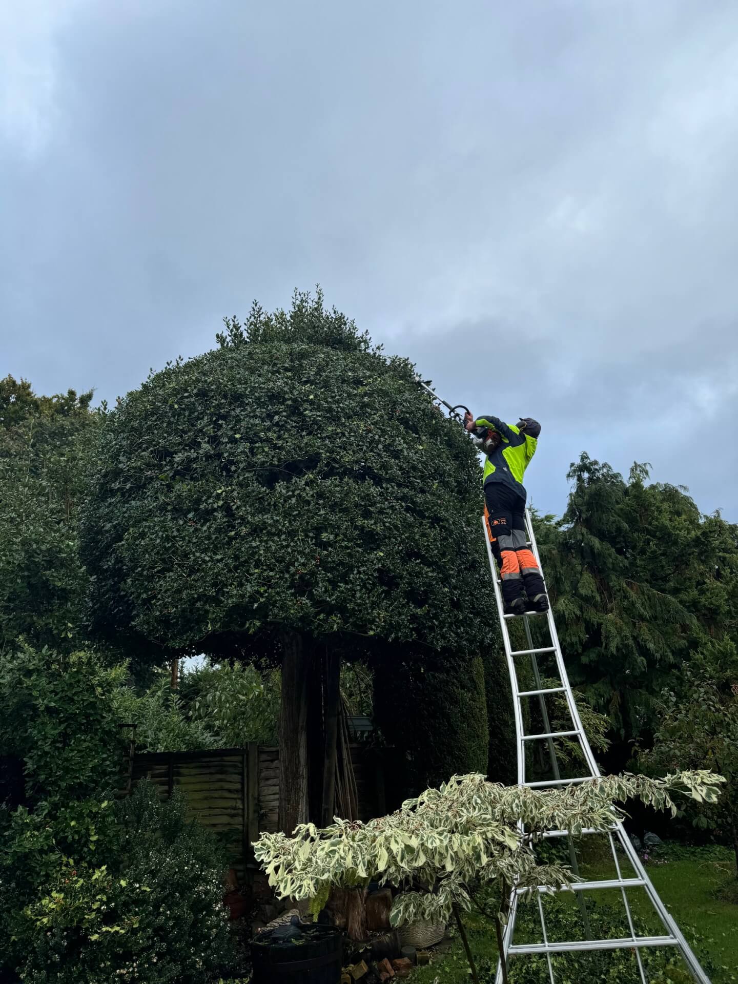 Tree pruning in Chesham, buckinghamshire.