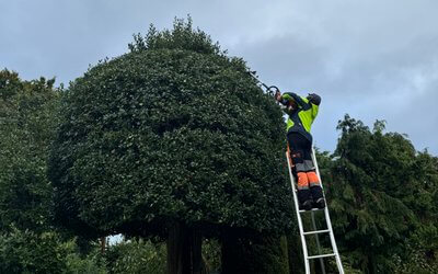 When Should You Have a Tree Pruned? A Complete Guide for Homeowners